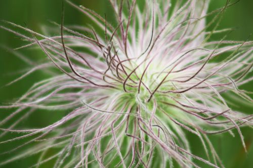 mountain flower plant landscape