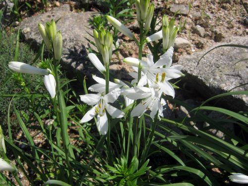 mountain flowers flowers white