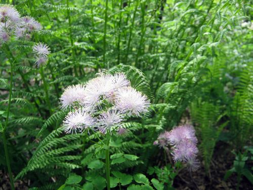 mountain flowers garden botanical