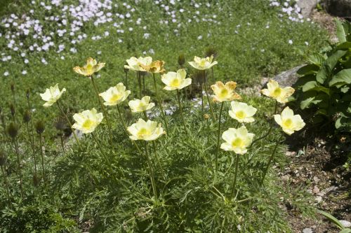 mountain flowers yellow garden