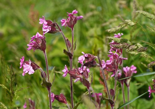 mountain flowers  alpine meadow  alpine