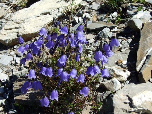 Mountain Flowers