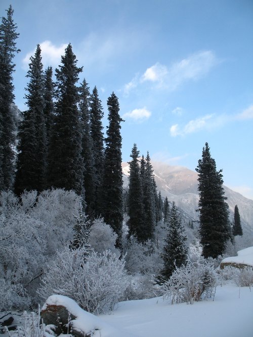 mountain forests  winter  tien-shan