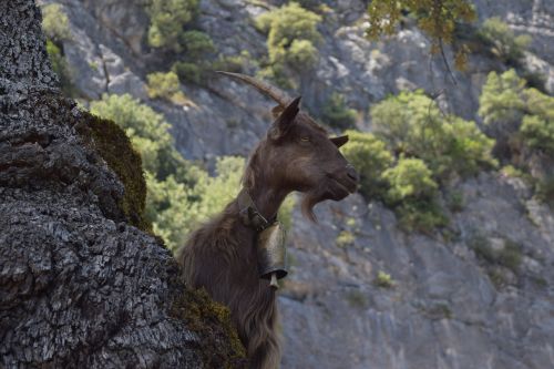 mountain goat sardinia goat