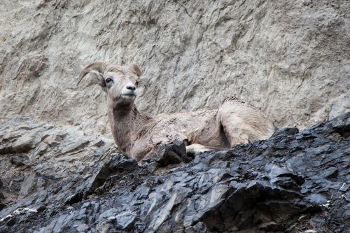 mountain goat cliff horn