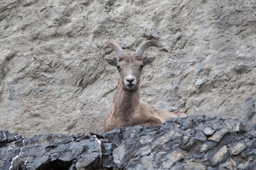 mountain goat cliff horn