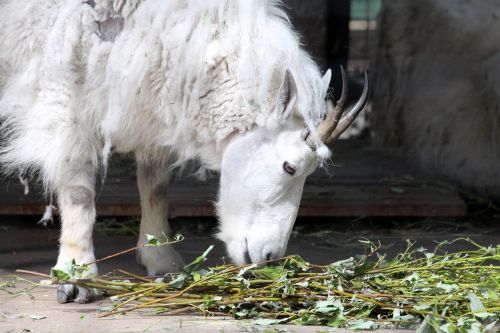 mountain goat white goat goat