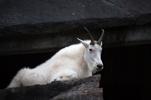 mountain goat goat zoo