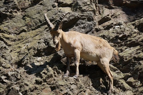 mountain goat  horns  animal world
