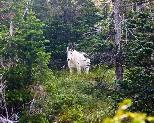 mountain goat  alpine  forest