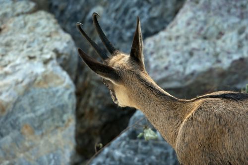 mountain goat gemse inquisitive