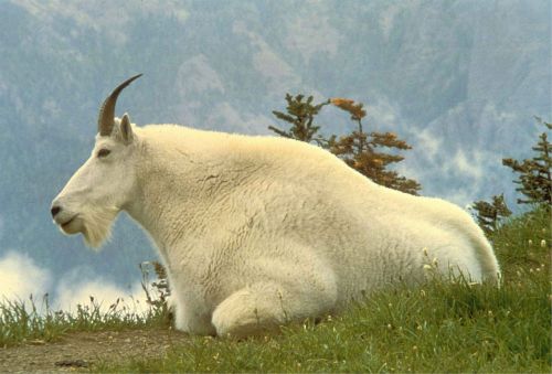 mountain goat male mammal