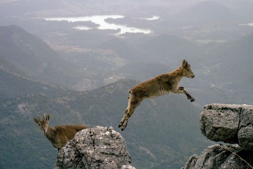 mountain goats jumping leaping