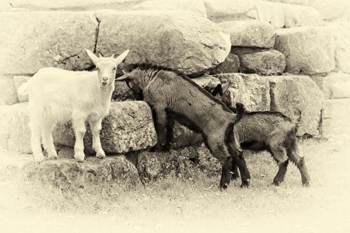 mountain goats black and white retro look
