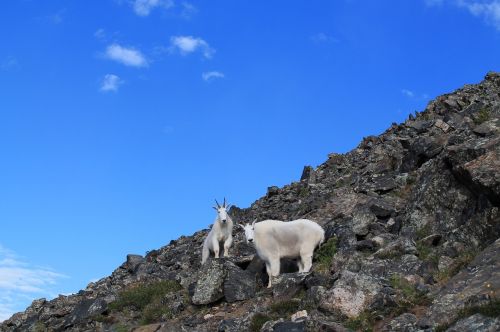 mountain goats animals colorado
