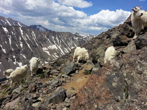 mountain goats goats mountain