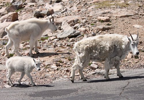 mountain goats  mt  evans