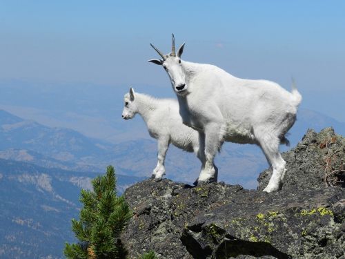mountain goats peak looking