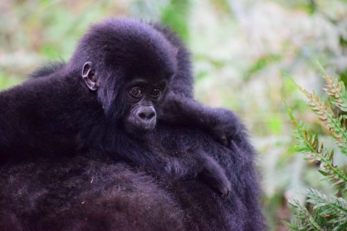 mountain gorilla uganda primate