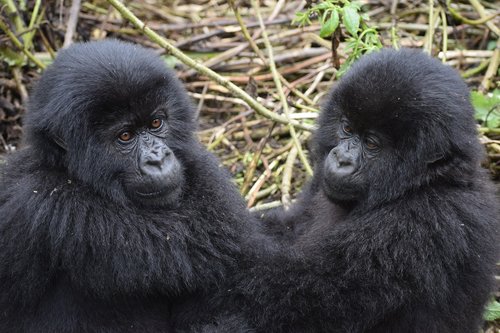 mountain gorilla  uganda  wildlife