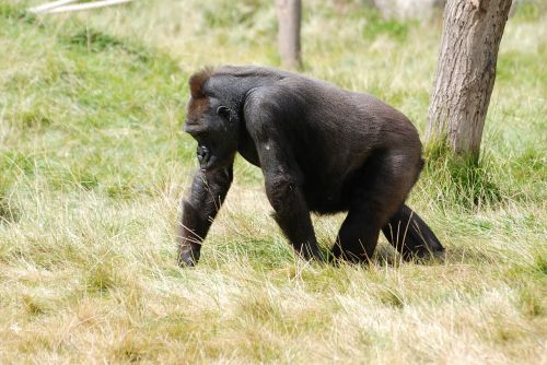 mountain gorilla gorilla africa