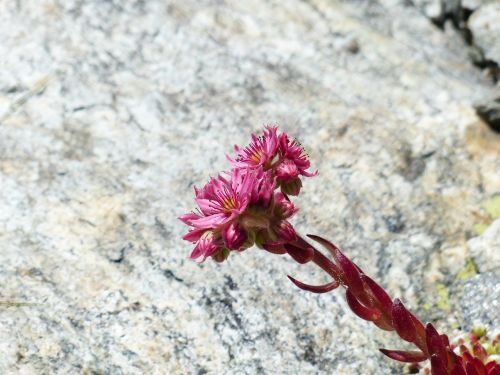 mountain houseleek flower blossom