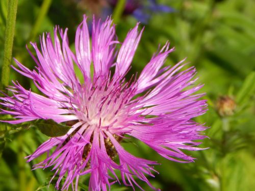 mountain knapweed blossom bloom