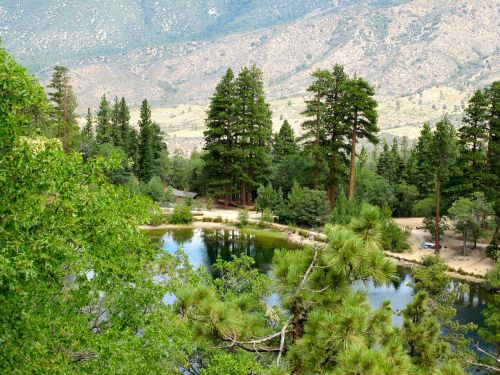 mountain lake summer forest