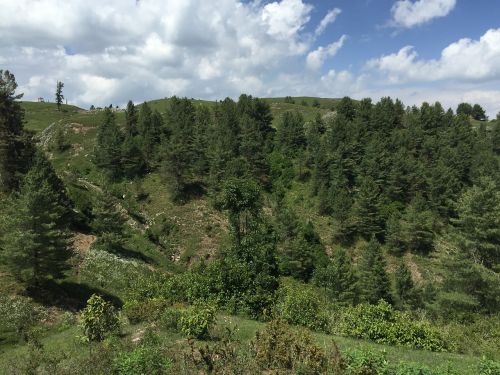 mountain landscape outdoor tree