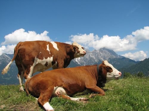 mountain landscape mountains cows