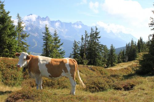 mountain landscape cow austria