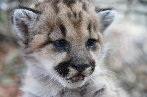 mountain lion kitten portrait