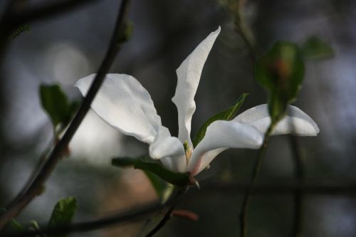 mountain magnolia magnolia spring