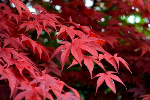 mountain maple maple red