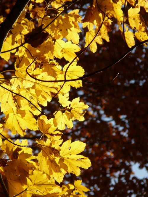 mountain maple acer pseudoplatanus maple