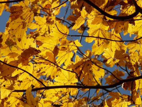 mountain maple acer pseudoplatanus maple