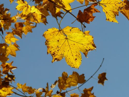 mountain maple acer pseudoplatanus maple