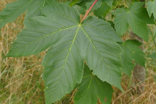 mountain maple close leaf
