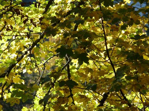 mountain maple leaves green