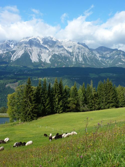 mountain meadow sheep pasture austria