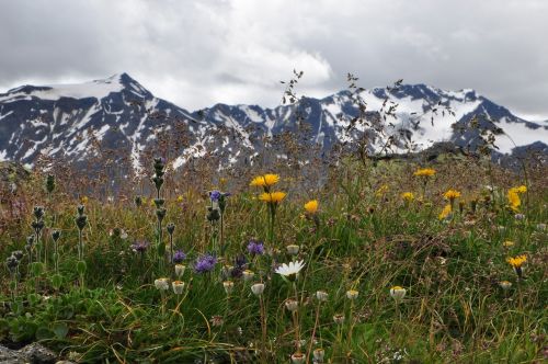 mountain meadow flowers mountains