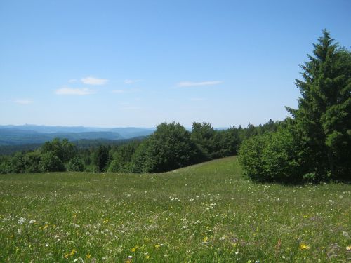 mountain meadow meadow summer meadow