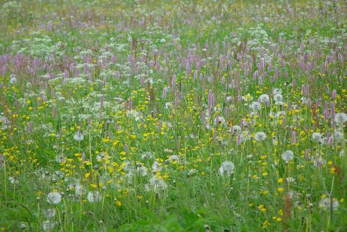 mountain meadow wild flowers flower meadow