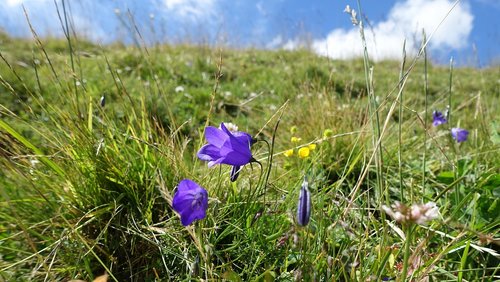 mountain meadow  bellflower  nature