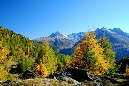 mountain panorama larch autumn
