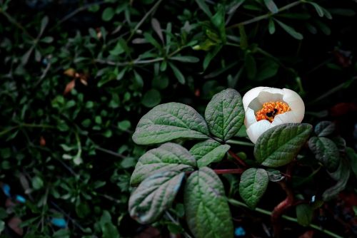 mountain peony flowers nature plants