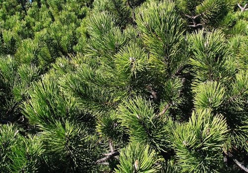 mountain pine babia top beskids