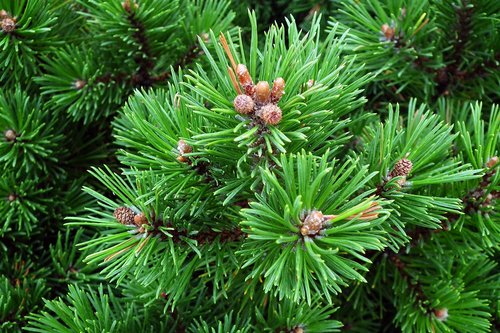 mountain pine  twigs  green