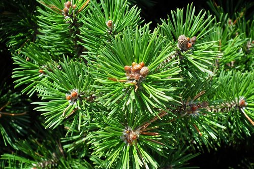 mountain pine  iglak  nature