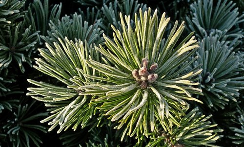 mountain pine  needle  green